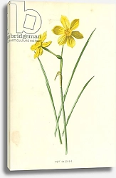 Постер Хулм Фредерик (бот) Tiny Daffodil