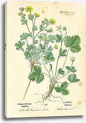 Постер Rosaceae, Potentilleae, Potentilla Fragariastrum Ehrhart, Potentilla verna