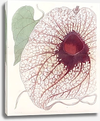 Постер Эдвардс Сиденем Giant Birthwort