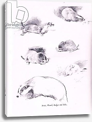 Постер Торнбурн Арчибальд (Бриджман) Stoat, Weasel, Badger and Mole, 1938