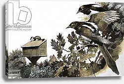 Постер Бэкхаус Д. (совр) Magpies watching a stoat atop a bird house