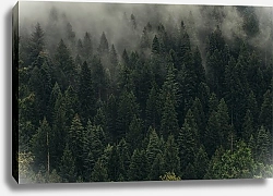 Постер Туман над еловым лесом