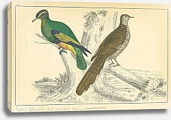 Постер Goldsmith's Birds №2 1