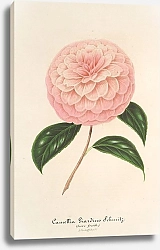 Постер Лемер Шарль Camellia Giardino Schmitz