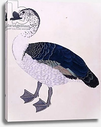 Постер Школа: Индийская 18в A Comb Duck, c.1800