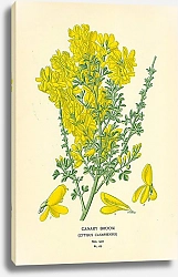 Постер Canary Broom (Cytisus Canariensis) 1