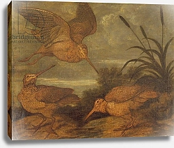Постер Барлоу Франсис Woodcock at Dusk, c.1676
