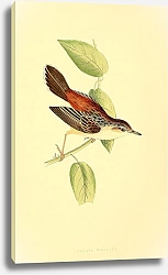 Постер Fantail Warbler