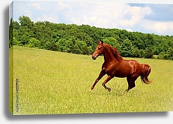 Постер Лошадь в поле