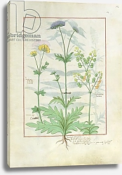 Постер Тестард Робинет (бот) Ms Fr. Fv VI #1 fol.142r Illustration from the 'Book of Simple Medicines'