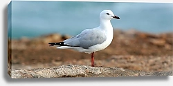 Постер Белая чайка на фоне моря