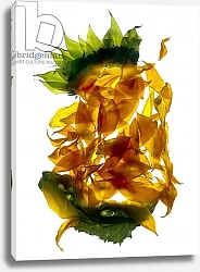 Постер МакЛемор Юлия (совр) Chiquita Sunflower
