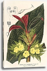 Постер Лемер Шарль Centrosolenia bullata