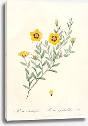 Постер Редюти Пьер Rosa Berberifolia