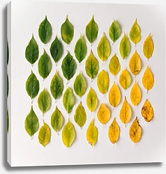 Постер Композиция из желто-зеленых листьев