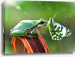 Постер Зелёная лягушка с зелёным мотыльком на носу