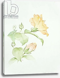 Постер Кресвелл Сара Hibiscus rosa-sinensis