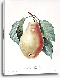 Постер Веточка с плодом груши