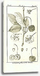 Постер Cerisiera fleur Semi double 1