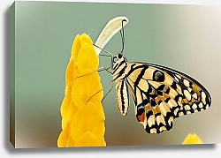 Постер Черно-желтая бабочка на ярко-желтом цветке