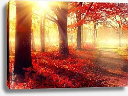 Постер Осенний лес с ярким солнцем
