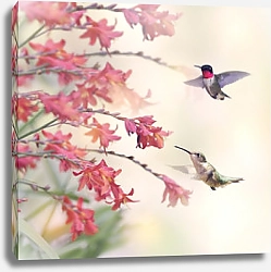 Постер Две колибри у красных цветов