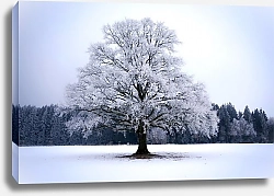 Постер Белое дерево