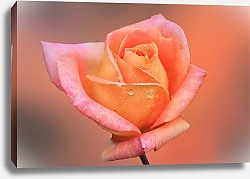 Постер Розовая роза на розовом
