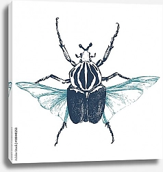 Постер Рисованный жук-голиаф