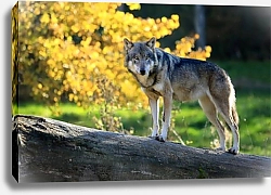 Постер Серый волк в осеннем лесу