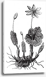 Постер Bloodroot or Sanguinaria canadensis vintage engraving