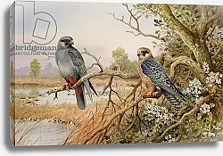 Постер Даннер Карл (совр) Red-footed Falcons