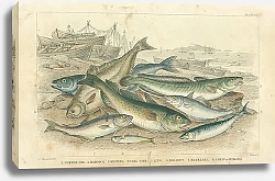 Постер Common God, Haddock, Whiting, Coal Fish, Ling, Holibut, Mackerel, Smelt or Spirling