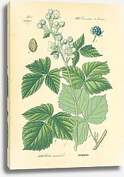 Постер Rosaceae, Rubeae, Rubus caesuis