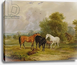 Постер Тернер Франсис Horses Grazing: Mares and Foals in a Field