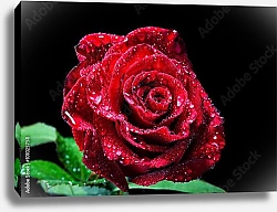 Постер Красная роза с каплями на черном фоне