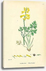 Постер Corydalis Lutea. Yellow Fumitory. 2