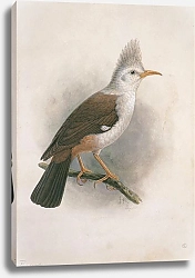 Постер Reunion Crested Starling
