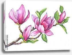 Постер Ветвь фиолетовой магнолии лилифлора (также называемой мулановой магнолии) с цветами и листьями