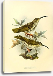 Постер Arachothera Magna
