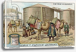 Постер Transporting naptha by camel at Baku