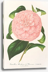 Постер Лемер Шарль Camellia Duchesse de Nassau