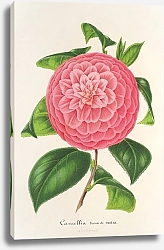 Постер Лемер Шарль Camellia Baron de Vrière