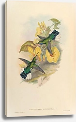 Постер Campylopterus Ensipennis