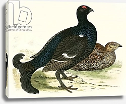 Постер Моррис (акв, птицы) Black Grouse