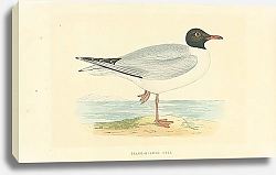 Постер Black-Headed Gull 2 1