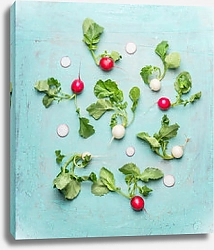 Постер Белый и красный редис с зелеными листьями