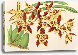 Постер Лемер Шарль Odontoglossum luteo-purpureum, var. sceptrum