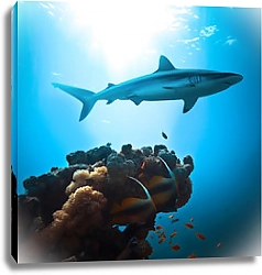 Постер Коралловый риф и большая акула