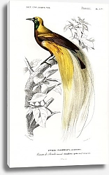 Постер Большая райская птица